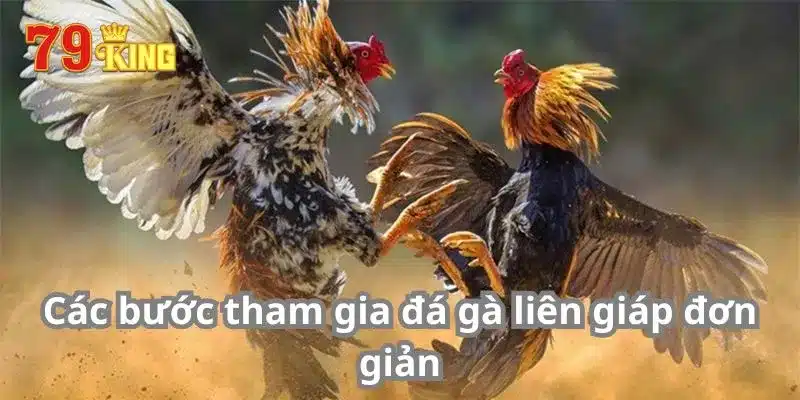 Các bước tham gia đá gà liên giáp đơn giản