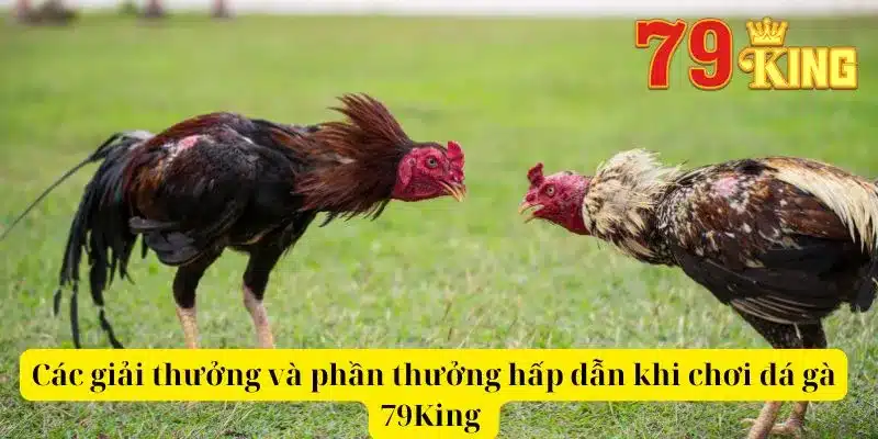 Các giải thưởng và phần thưởng hấp dẫn khi chơi đá gà 79King