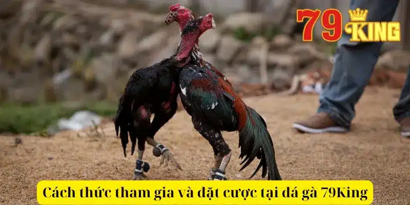 Cách thức tham gia và đặt cược tại đá gà 79King