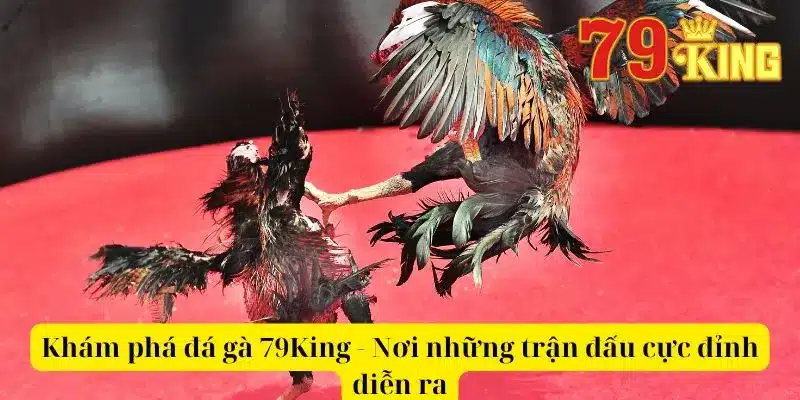 Khám Phá Đá Gà 79King - Nơi Những Trận Đấu Cực Đỉnh Diễn Ra