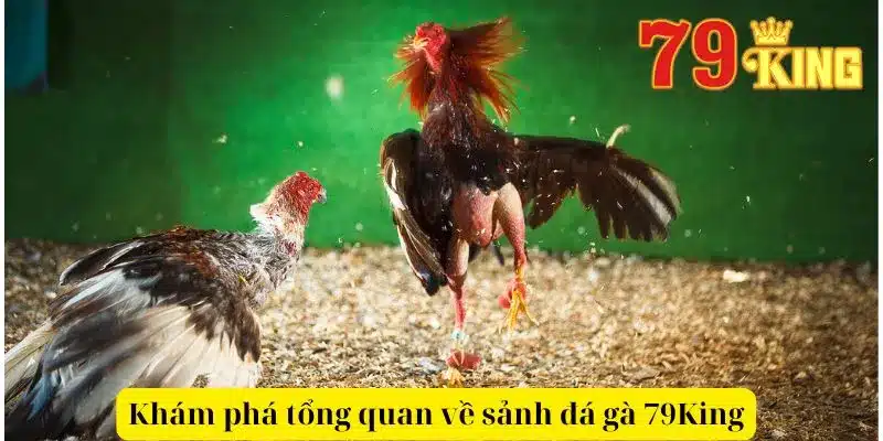 Khám phá tổng quan về sảnh đá gà 79King