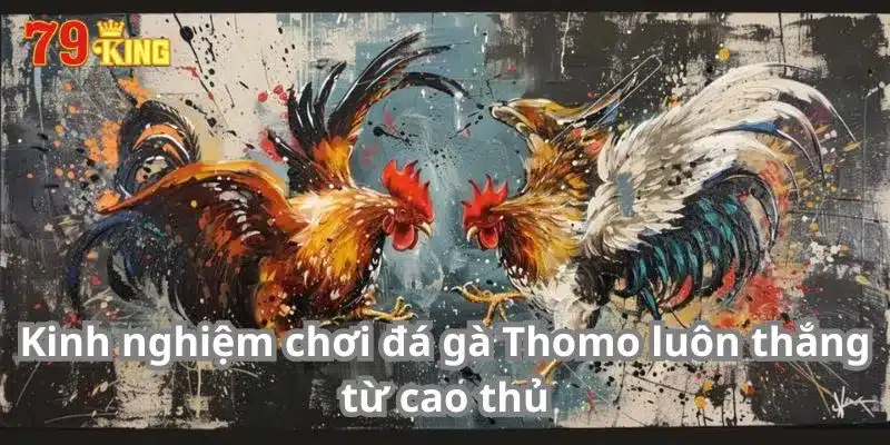 Kinh nghiệm chơi đá gà Thomo luôn thắng từ cao thủ