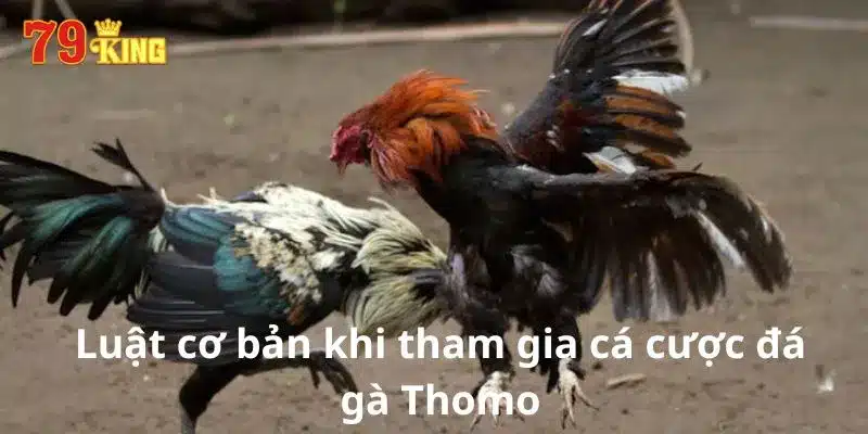 Luật cơ bản khi tham gia cá cược đá gà Thomo